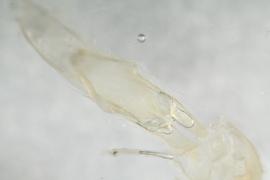   M. maculatus nbsp;genitalia distal
